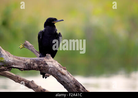 Neotropic cormorano (Phalacrocorax brasilianus), Adulto di vedetta, Pantanal, Mato Grosso, Brasile Foto Stock