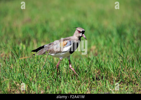 Pavoncella meridionale (Vanellus chilensis), Adulto rovistando, Pantanal, Mato Grosso, Brasile Foto Stock