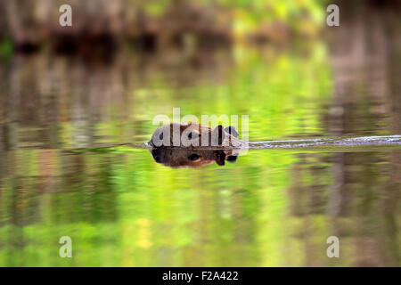 Capibara (Hydrochoerus hydrochaeris), Adulto, nell'acqua, nuoto, Pantanal, Mato Grosso, Brasile Foto Stock