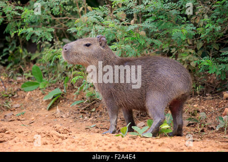 Capibara (Hydrochoerus hydrochaeris), giovane animale, sulla terra, Pantanal, Mato Grosso, Brasile Foto Stock