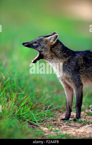 Crab-eating fox (thous Cerdocyon), Adulto, sbadigli, la bocca aperta, Pantanal, Mato Grosso, Brasile Foto Stock