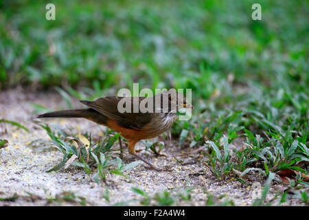 Rufous-panciuto tordo (Turdus rufiventris), Adulto, foraggio, Pantanal, Mato Grosso, Brasile Foto Stock