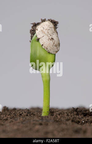 Piantina di girasole con cotiledoni ancora intrappolati dentro il cappotto di seme o pericarpo dopo la germinazione Foto Stock
