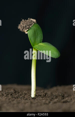 Piantina di girasole con cotiledoni espandendo ma conservando il cappotto di seme o pericarpo Foto Stock