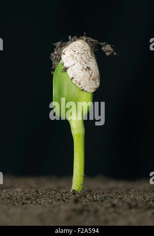 Piantina di girasole con cotiledoni ancora intrappolati dentro il cappotto di seme o pericarpo dopo la germinazione Foto Stock