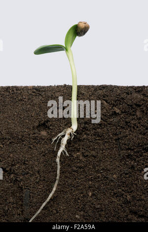Piantina di girasole con cotiledoni in espansione con il cappotto di seme o pericarpo ancora attaccato (numero di serie4) Foto Stock