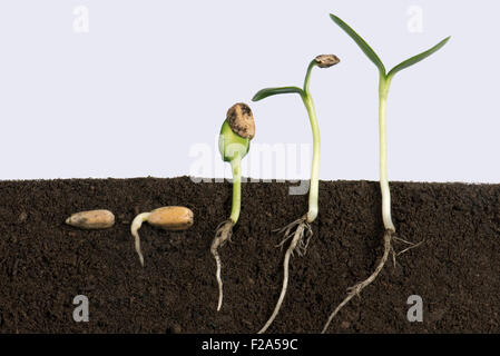 Sequenza di semi di girasole passando attraverso vari stadi di germinazione dal di sotto del suolo di cotiledoni Foto Stock
