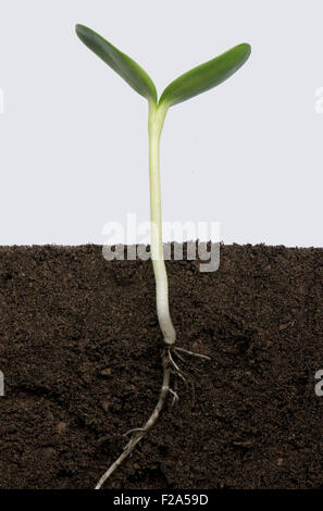 Piantina di girasole con cotiledoni espandere (numero di serie5) Foto Stock
