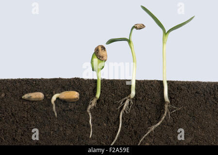 Sequenza di semi di girasole passando attraverso vari stadi di germinazione dal di sotto del suolo di cotiledoni Foto Stock