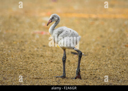 Bambino uccello americano di flamingo Foto Stock