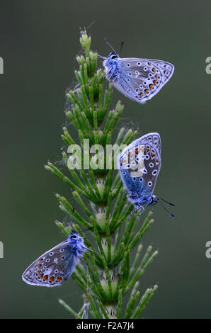 Tre comuni farfalle blu a riposo Dorset, Regno Unito Giugno 2015 Foto Stock