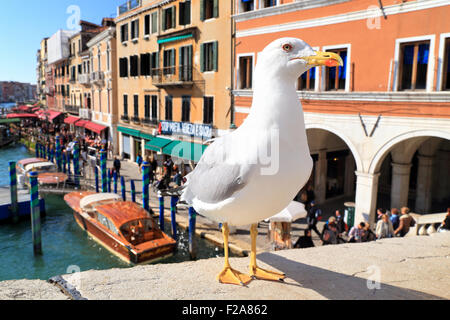 Giallo-zampe (gabbiano Larus michahellis) Foto Stock