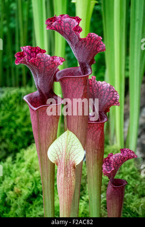 Sarracenia cv. Judith Hindle pianta brocca. America del nord. Foto Stock