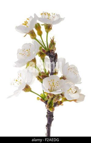 Le ciliegie succursale in fiori isolati su bianco Foto Stock