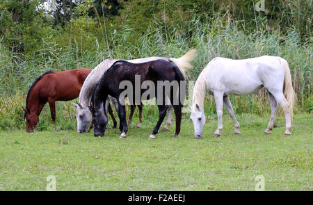 Gruppo di purosangue arabo e puledri fattrici pascolo fresco verde erba Foto Stock