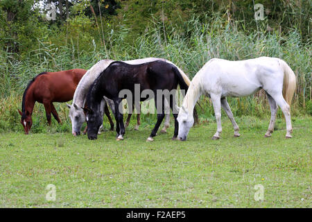 Gruppo di purosangue arabo e puledri fattrici pascolo fresco verde erba Foto Stock