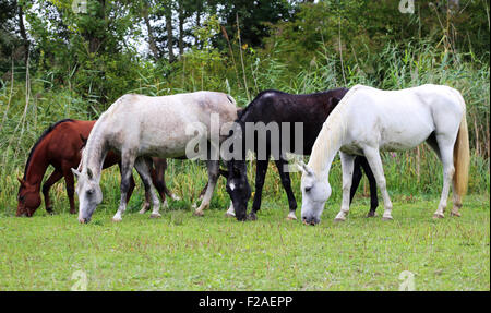 Gruppo di purosangue arabo e puledri fattrici pascolo fresco verde erba Foto Stock