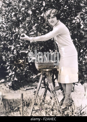 Donna raccolta di arance da un albero (OLVI007 OU972 F) Foto Stock