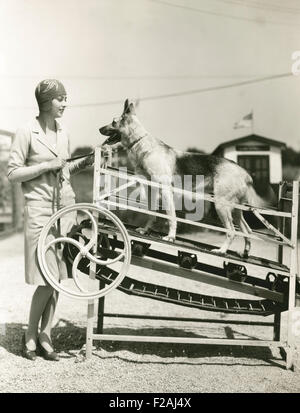 Un pastore tedesco ottiene il suo esercizio (OLVI007 OU839 F) Foto Stock
