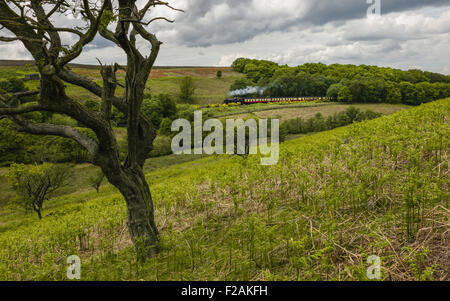 Vintage treno a vapore rende modo da Goathland, a Pickering attraverso il cuore del North York Moors National Park in estate Foto Stock