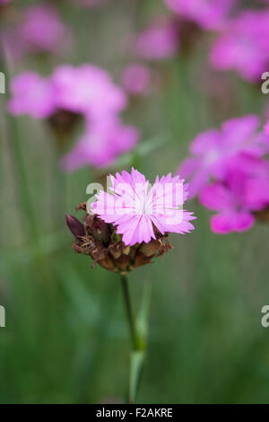 Dianthus carthusianorum perenne rosa in fiore in stretta fino Foto Stock
