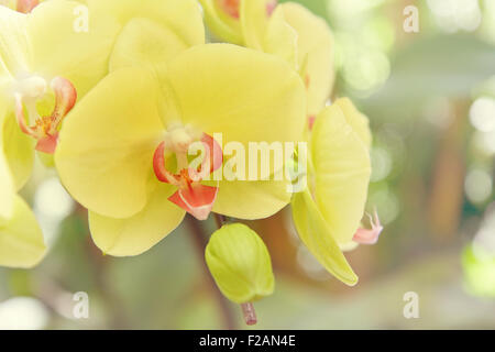 Il giallo dei fiori di orchidea Foto Stock