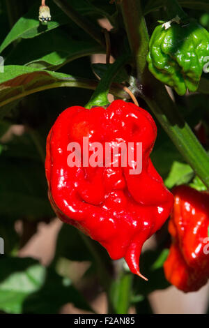 Un Carolina Reaper Peperoncino (Capsicum chinense), attualmente il mondo più calde di pepe (2013 - 2015). Foto Stock