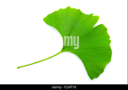 Il Ginkgo biloba leaf isolato su bianco Foto Stock