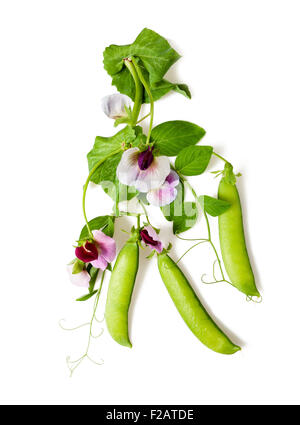 Fiori di piselli con baccelli isolato su bianco Foto Stock