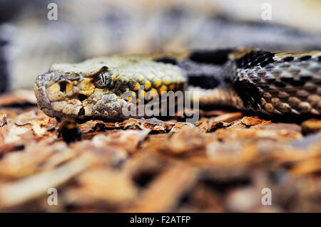 Rattlesnake velenosi Foto Stock