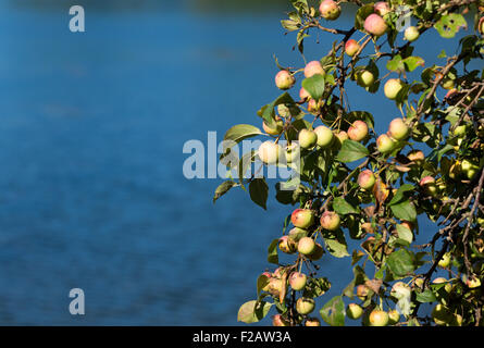 Succursali di mele selvatiche sulla costa del Maine con acqua salata in background. Foto Stock