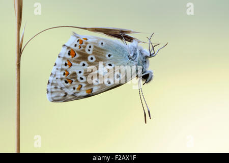 Polyommatus coridon Chalkhill / blu / Silbergruener Blaeuling si blocca su un delicato filo d'erba. Foto Stock