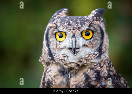 Il macchiato il gufo reale (Bubo africanus) Foto Stock