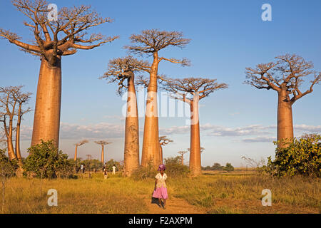 Avenue / Vicolo del baobab, illustre gruppo di Grandidier's baobabs al tramonto, Menabe, Madagascar, Africa Sud-est Foto Stock