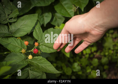 Raggiungendo la mano verso la boccola al lampone Foto Stock