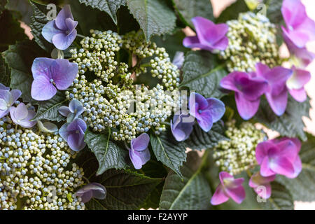 Close-up di viola flowerhead ortensie Foto Stock