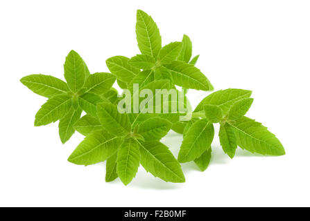 La verbena del limone isolati su sfondo bianco Foto Stock