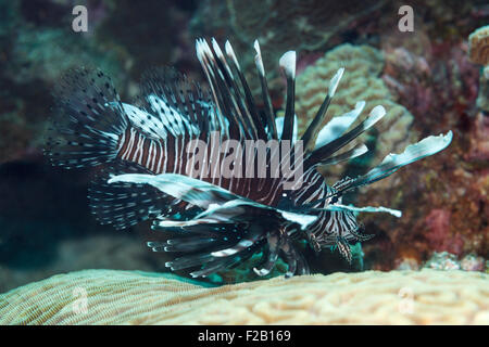 Leone (pterois volitans), un infame, Coral reef pesci. Foto V.D. Foto Stock