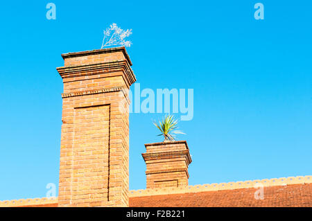 Piante che crescono da camini di mattoni Foto Stock