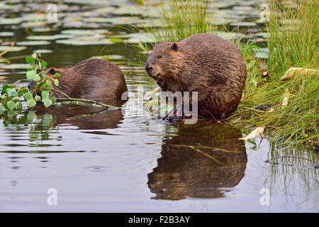 Un selvaggio castoro canadese "Castor canadenis' facendo facce buffe come egli graffi e pulisce la sua pelliccia Foto Stock