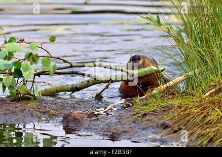 Un castoro "Castor canadenis', tirando un ramo di albero fuori dall'acqua e sulla riva di alimentazione sulla sua le foglie e le cortecce Foto Stock