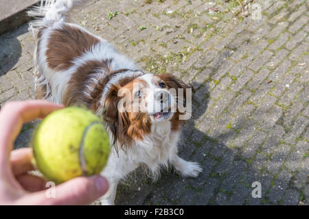 Cane che abbaia perché egli vuole che la palla Foto Stock