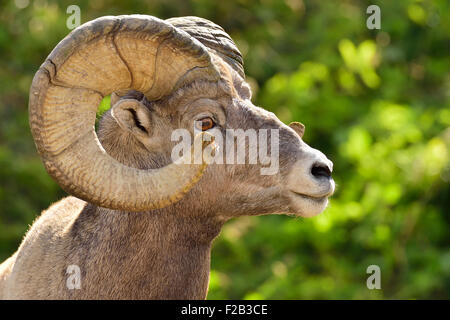 Una vista laterale immagine ritratto di una selvaggia montagna rocciosa bighorn Orvis canadensis; che mostrano la crescita di anelli in le sue corna Foto Stock