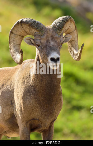 Un ritratto verticale immagine di un adulto Rocky Mountain bighorn ram Orvis canadensis; in piedi contro uno sfondo sfocato. Foto Stock