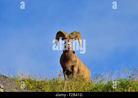 Un adulto Wild montagna rocciosa bighorn ram, Orvis canadensis; su di un crinale che si affaccia su un suo dominio Foto Stock