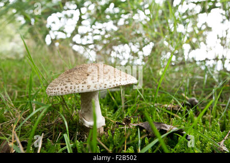 Ombrellone fungo lepiota procera Foto Stock