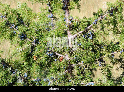 Il ginepro (Juniperus communis) con maturi i coni femminili, noto come frutti di bosco, che cresce su una collina calcarea sopra Theth. L'Albania Foto Stock