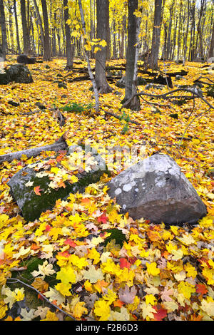 I colori dell'autunno a Devil's Lake State Park vicino a Baraboo, Wisconsin Foto Stock