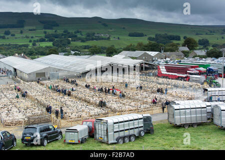 Hawes, North Yorkshire, Regno Unito. 14 Settembre, 2015. La vendemmia delle colline avviene in Wensleydale città mercato di Hawes, North Yorkshire come agricoltori scendono sul bestiame locale mercato di aste per comprare il nord dell'Inghilterra mulo gimmer agnelli (femmina gli agnelli da questa molla) questi agnelli sono venduti per l'allevamento di tutto il Regno Unito e sono la spina dorsale dei paesi la produzione ovina. Circa 30.000 gli agnelli vengono venduti oltre 2 giorni e la vendita può fare o rompere il anno agricolo. Credito: Wayne HUTCHINSON/Alamy Live News Foto Stock