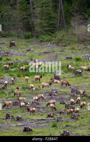 Una mandria di Roosevelt Elk raccogliere su un open taglio chiaro vicino Umpqua nel sud-ovest della Oregon. Foto Stock